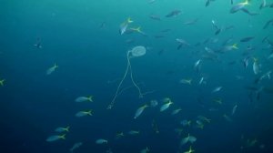 Кубик смерти-как достать самую опасную медузу! Всё как у зверей!