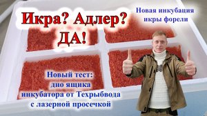 Икра форели из Адлера. Ящик с просечкой от Техрыбвода.