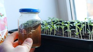 Как правильный полив всходов помидор и перца полностью меняет качество рассады.