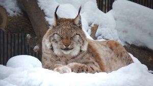 Сибирские рыси Лур и Лана вкусно поели и решили отдохнуть.