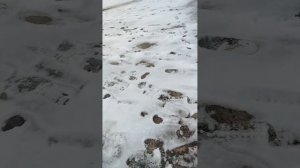 гуляем с пушком