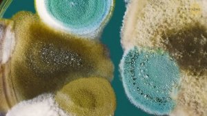 Куда исчез астероид после того, как уничтожил динозавров?