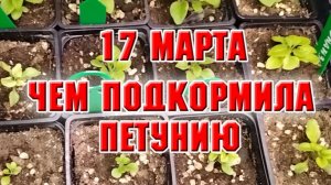 17 марта. Вторая подкормка петунии