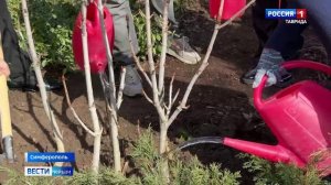 В Симферопольском Ботаническом саду имени Багрова, высадили особые каштаны