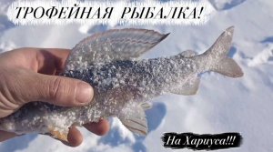 Зрелищная Рыбалка! Мы Нашли Рыбное Местечко!!!