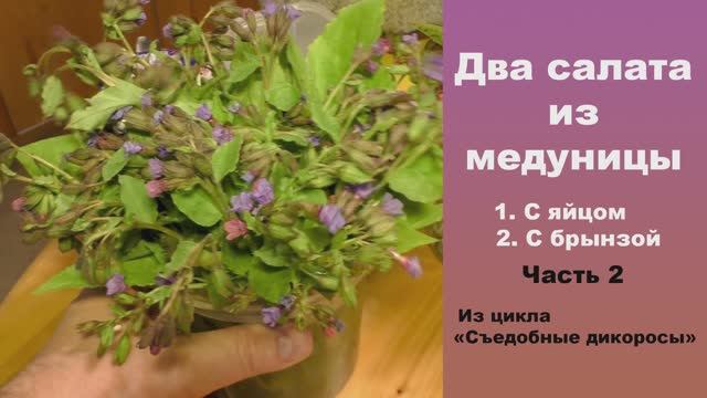 Два салата из медуницы. 1.Салат с яйцом. 2 Салат с брынзой. Часть2