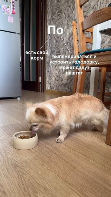 Наш ежедневный квест #чихуахуа #собака #смешныеживотные #собачки