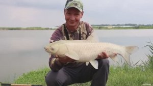 Забросил кормушку с синим кормом, поймал и амура и карпа, рыбалка на сазана.