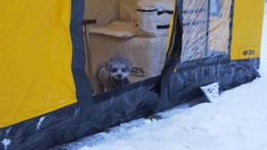 ПОХОД С ПАЛАТКОЙ В ЗИМНИЙ ЛЕС