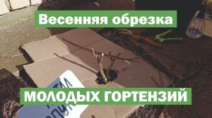 Обрезка МОЛОДОЙ метельчатой гортензии весной: ФОРМИРУЕМ КУСТ ПРАВИЛЬНО