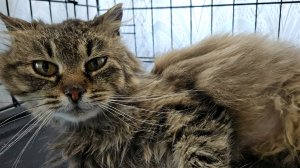 Как вчера прошла поездка в ветклинику с Корицей, что мы узнали и новости от Кая✊️