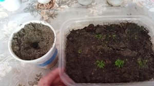 Как пикировать лобелию