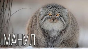 Манул: Почему Его Нельзя Гладить и Заводить Дома?