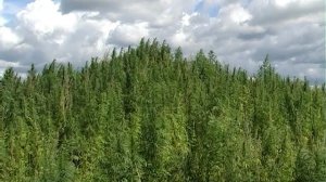 Программа Енисей-Информ ТВ. Выпуск №16 от 15.07.2008