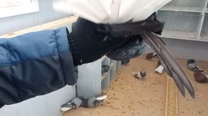 В гостях у Александра, есть птица на реализацию. т.8 (927)6513003