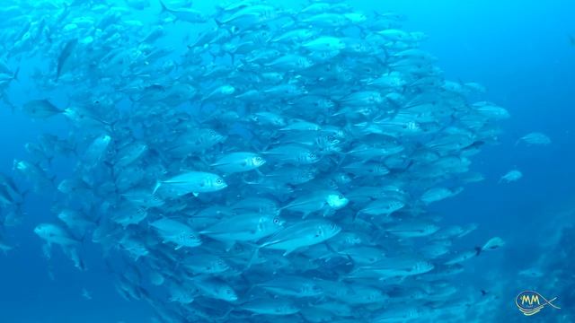 Эко-курорт Agusta - резорт на частном острове в Индонезии