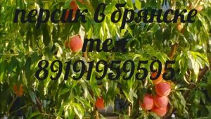 Саженцы персик , яблоня на 13 марта .