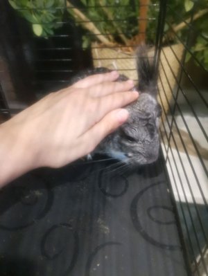 Чили любимчик