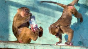 Издевательство над Степаном! Оправдаться невозможно! Зато Мане повезло, а Люся справилась на раз-два