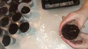 Пикировка рассады томатов