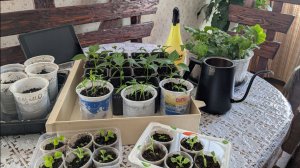 Вот такая у меня рассада в середине марта🥀