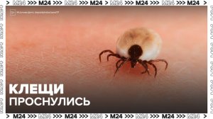 В Москве и Подмосковье проснулись клещи - Москва 24