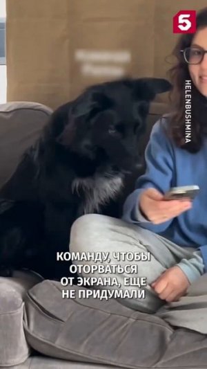 Рилсозависимая собака