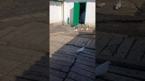 Голуби Горловки . Новое приобретение