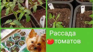 Рассада томатов, март 2026