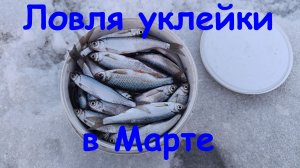 Подледная ловля уклейки в марте. Наконец то дорвались до поклевок!!!