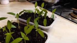 Как вырастить рассаду перца и томатов от А до Я 🌱 Легкий способ с минимальными затратами