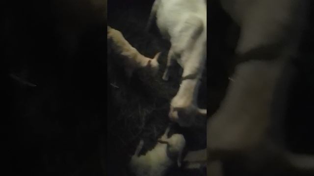 Коза родила козлят.