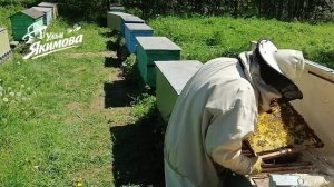 Пасека под ключ — помогу вам начать пчеловодство без ошибок