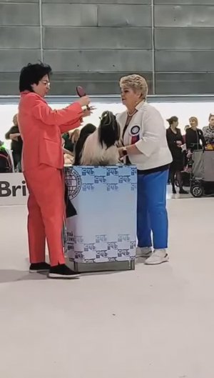 13.04.2025  European DOG SHOW - 2025 (Чехия, Брно), ши-тцу кобели "открытого" класса.