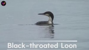 звуки птиц в природе звуки птиц в природе н е