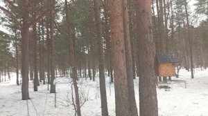 Птички поют