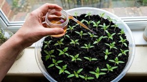 Этой вкуснятиной я балую свою молодую рассаду перца и помидор. Растения утолщаются и идут в рост.