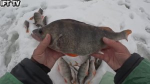 Ловля трофейного окуня на безмотылку. Килограммовый монстр на мормышку. Зимняя рыбалка 25/26.