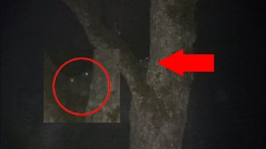 Самые страшные видео! В Лесу Страшное животное в дереве