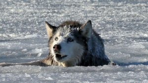 История охотника.