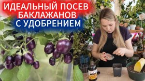 Идеальный посев баклажан в марте  на рассаду - замачивание семян с удобрением. Выращивание баклажан.
