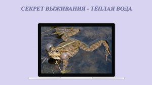 Композиция Финал Камчатка 2