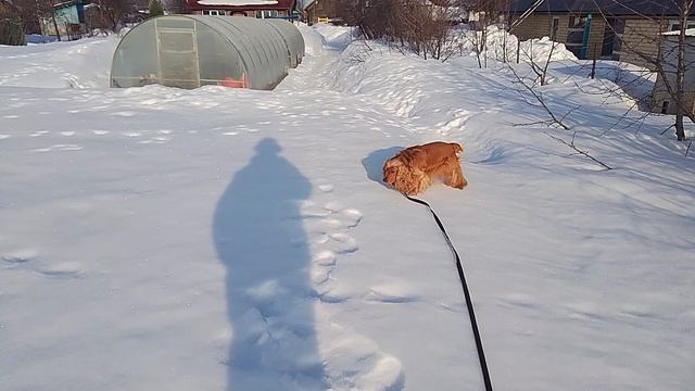 Весна, 17 марта 2026