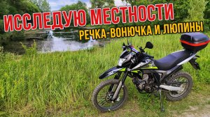 Исследую местности на мотоцикле. Ищу люпиновое поле