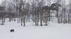 Сосновый бор