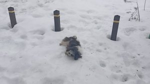 Прогулка с собакой