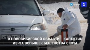 В Новосибирской области ввели карантин из‑за вспышек бешенства скота