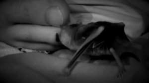 Реальные упыри вампиры захватывают Америку!  Всё как у зверей!