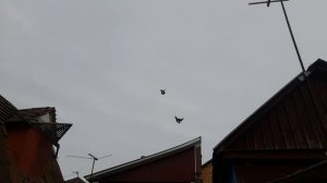 Николаевские голубт