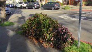 Berkeley California Беркли Калифорния Америка 2026 март